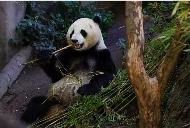 英媒强蹭热点谎称中国因贸易战召回在美大熊猫